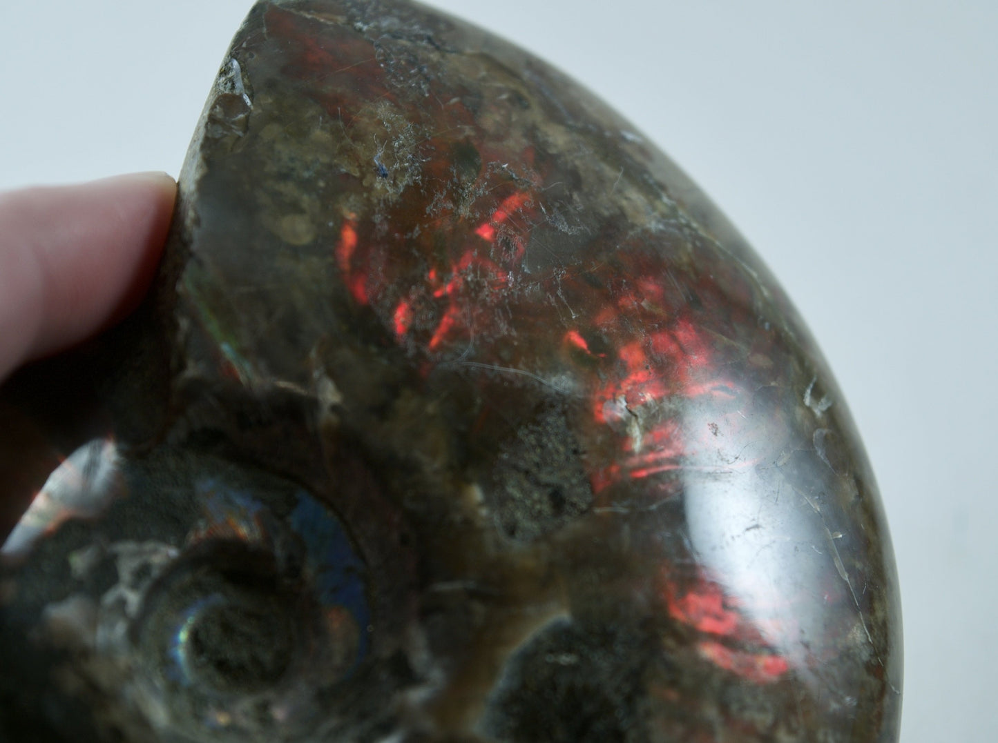 Ammonite (For Stability) - Shell Fossil