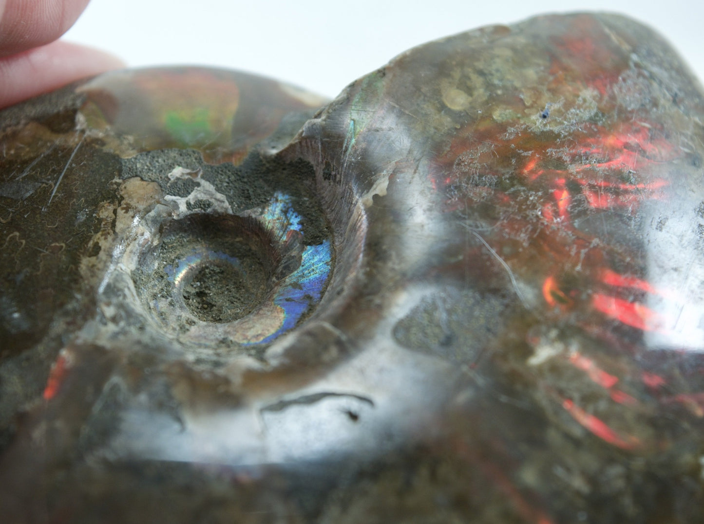 Ammonite (For Stability) - Shell Fossil