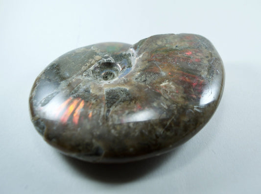 Ammonite (For Stability) - Shell Fossil