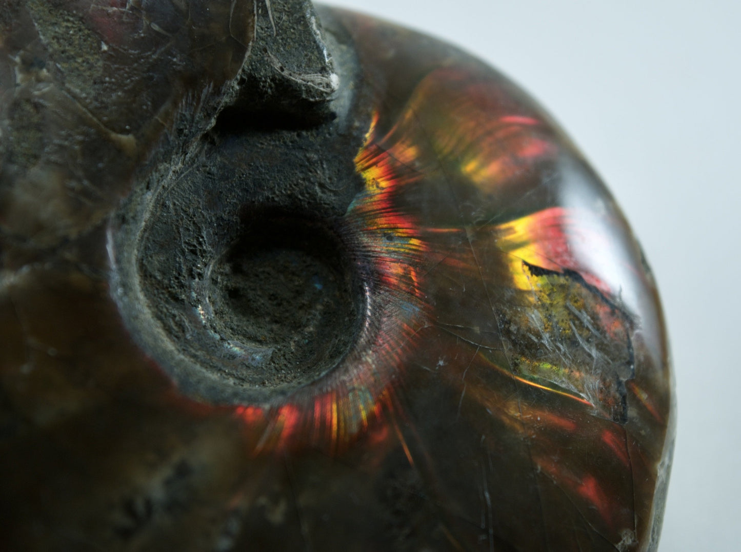 Ammonite (For Stability) - Shell Fossil