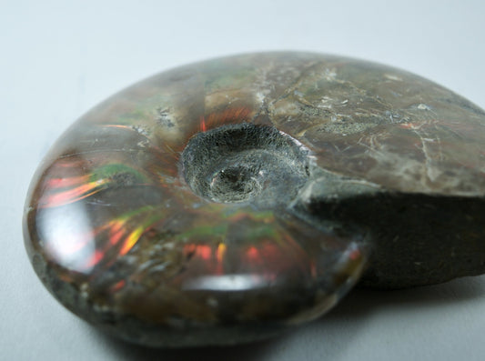 Ammonite (For Stability) - Shell Fossil