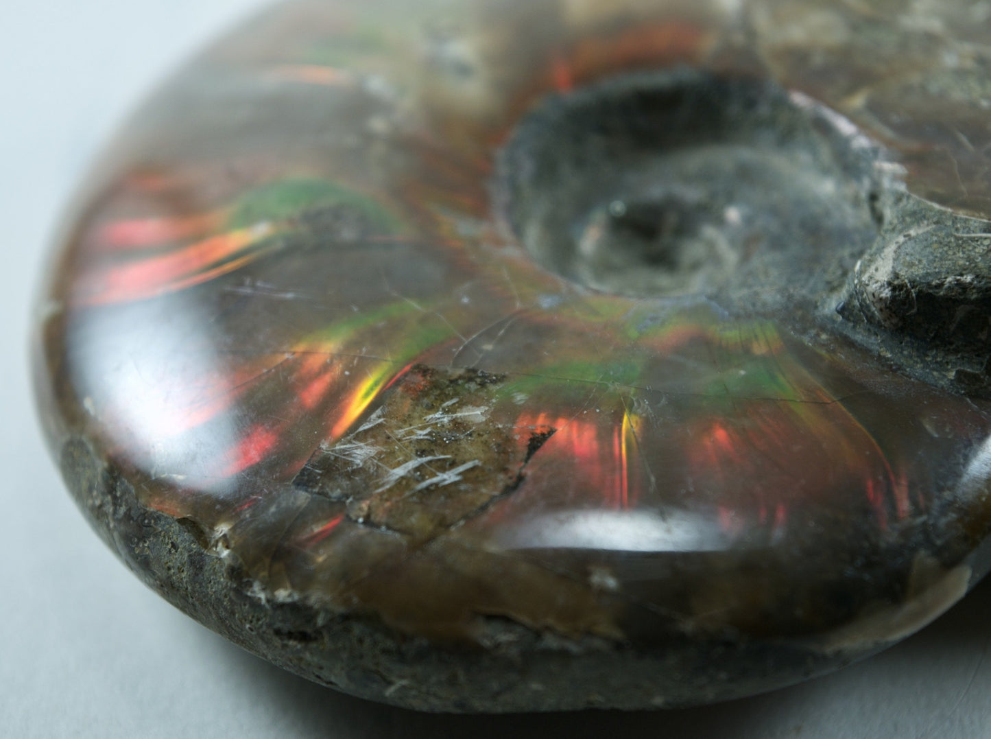 Ammonite (For Stability) - Shell Fossil