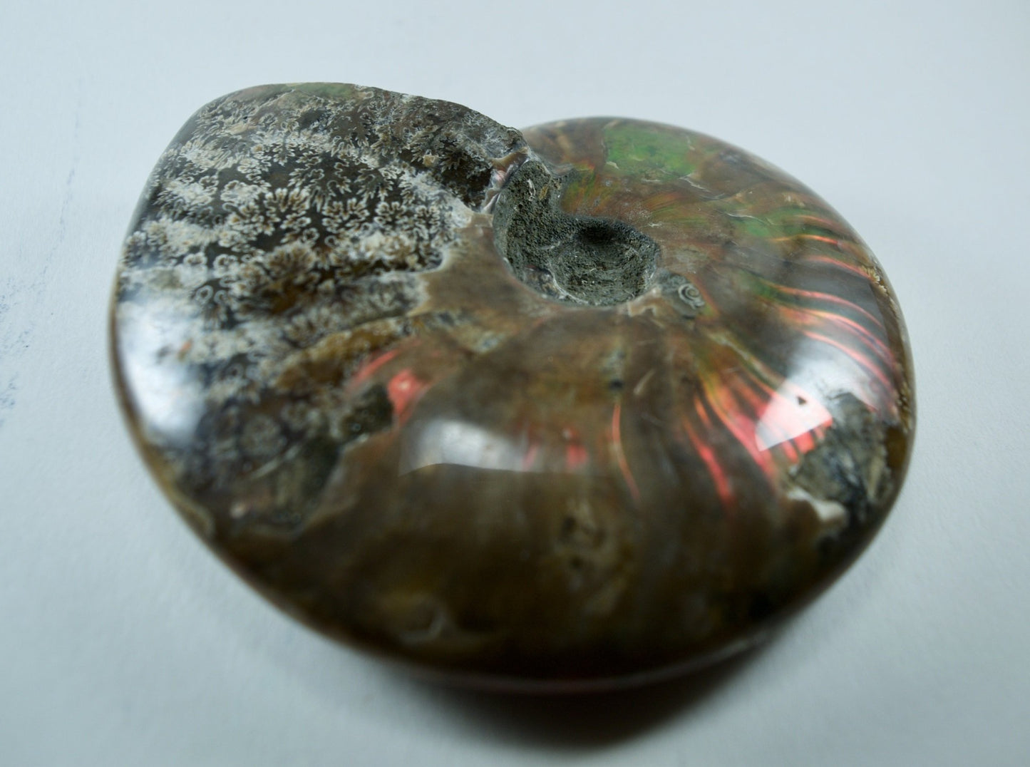 Ammonite (For Stability) - Shell Fossil