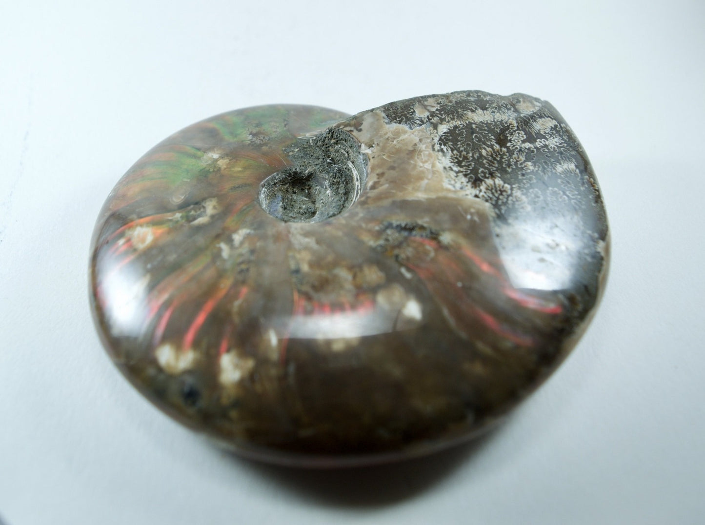 Ammonite (For Stability) - Shell Fossil