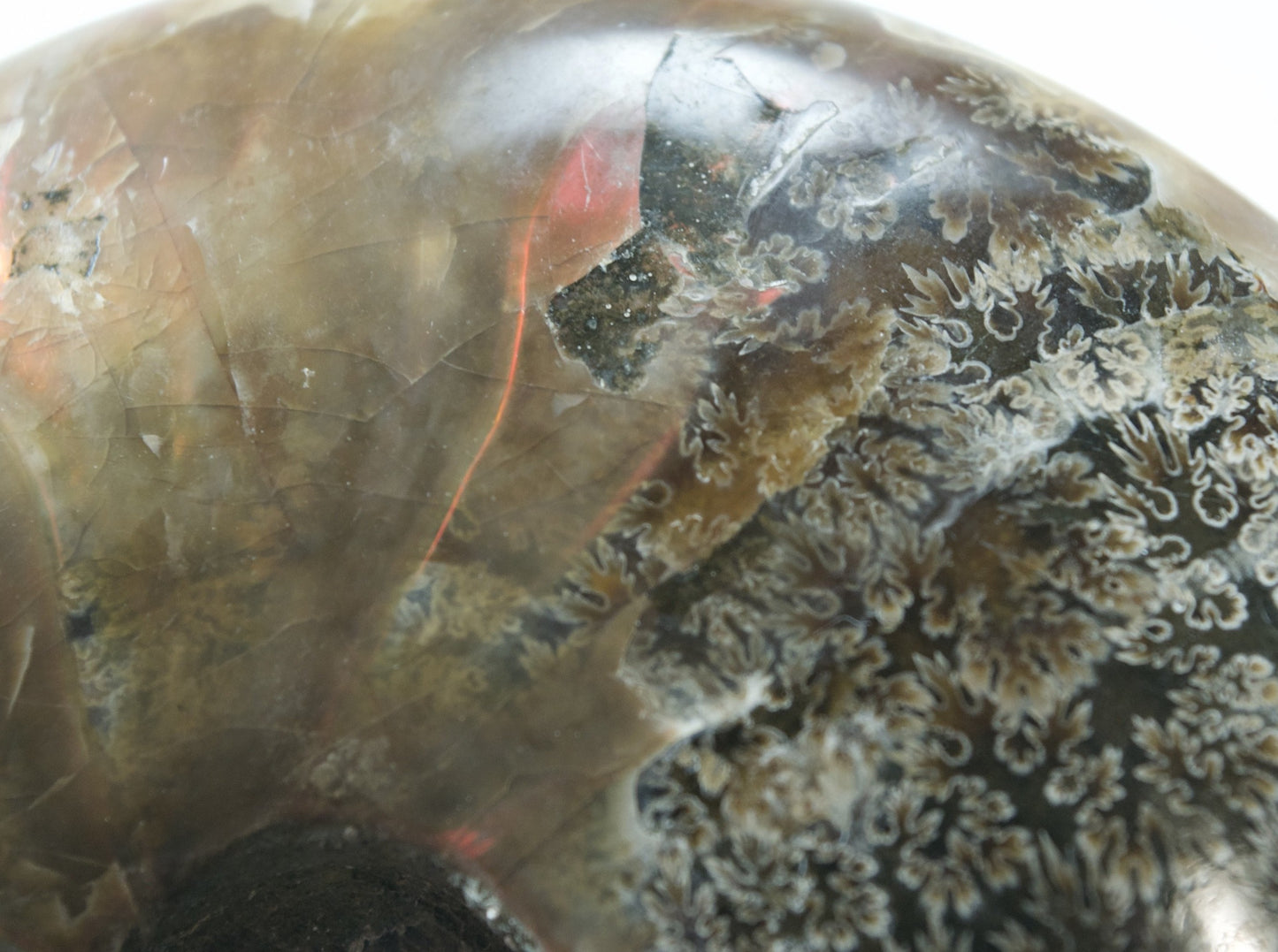 Ammonite (For Stability) - Shell Fossil