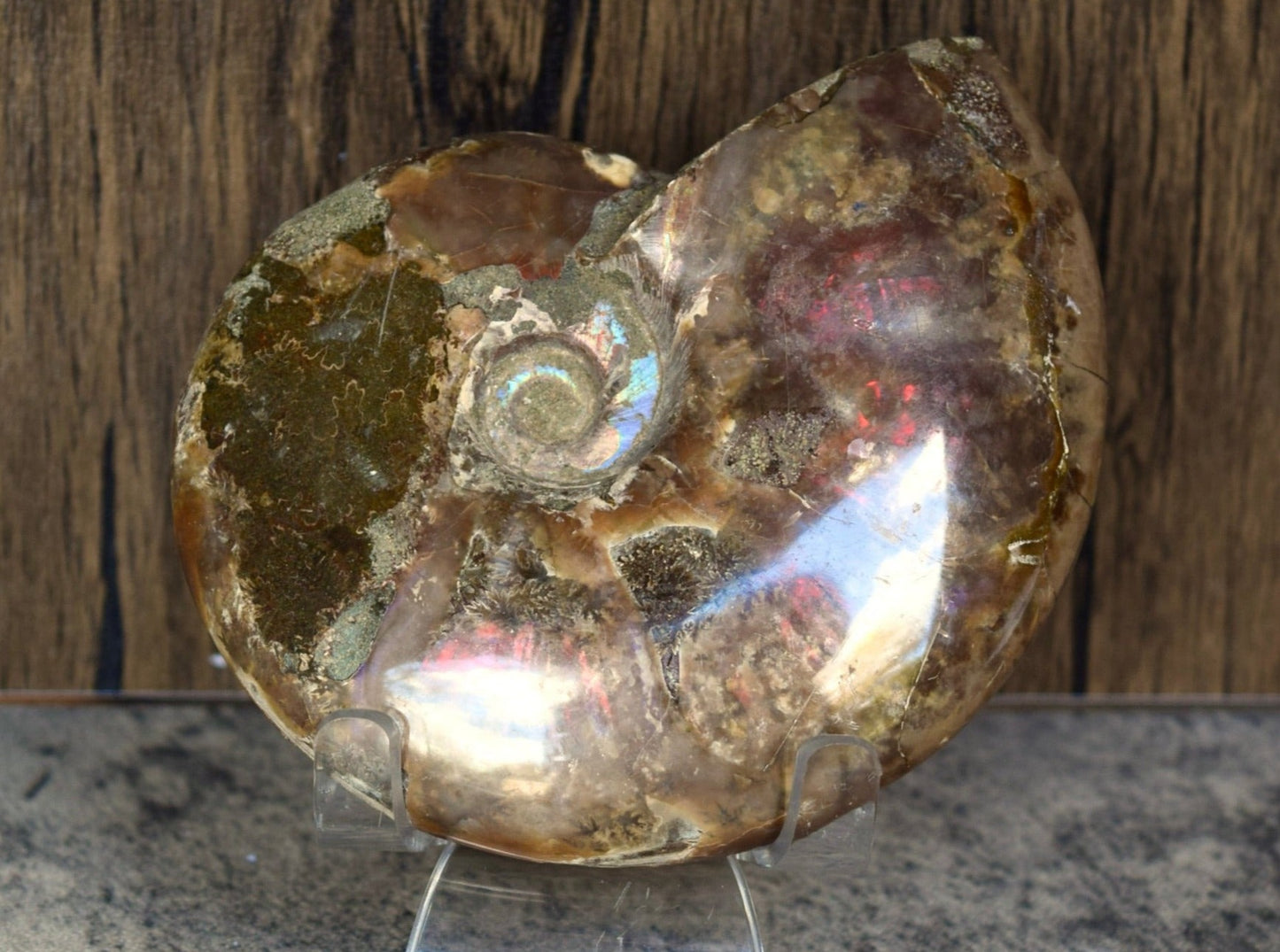 Ammonite (For Stability) - Shell Fossil