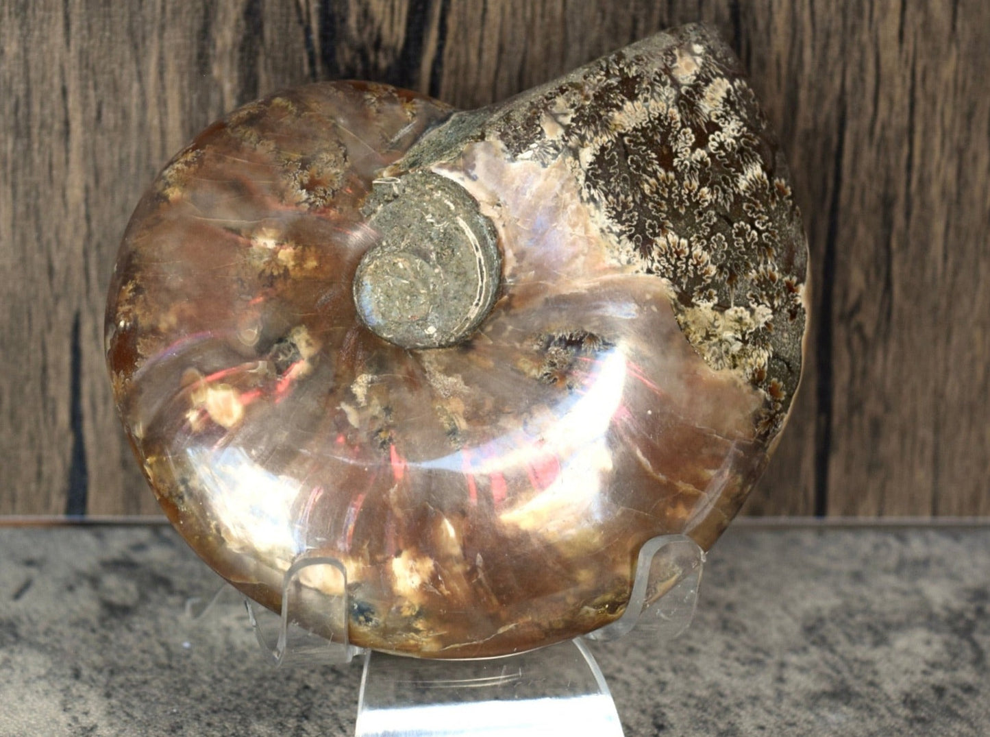 Ammonite (For Stability) - Shell Fossil